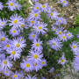 Zomeraster blauw - Kalimeris